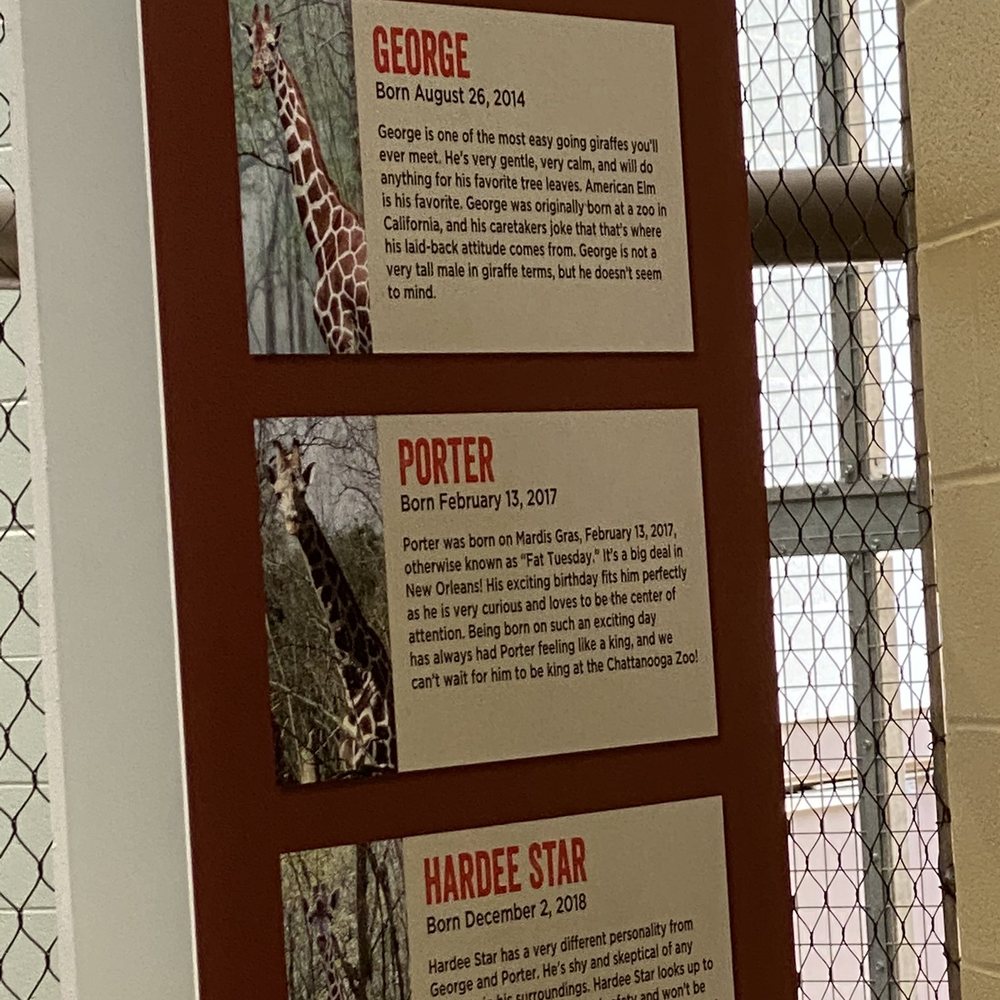 Chattanooga Zoo At Warner Park - New giraffes - Amusement Parks Near Me - Chattanooga, Tennessee