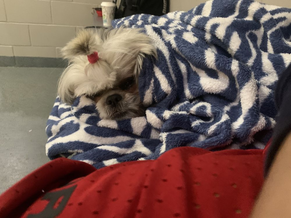 Pet It Forward Foundation - social services organization in Jacksonville, FL