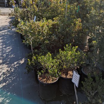 Capitol Wholesale Nursery - Manzanitas - Nurseries & Gardening Near Me - San Jose, California