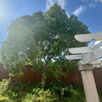 Active Landscape And Tree Service - Before - Tree Services Near Me Active Landscape And Tree Service - Before - Tree Services Near Me