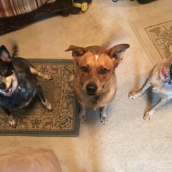 Angelo Pet Pros - Pet Sitting services