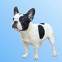 Photo of French Bulldog Puppies Los Angeles