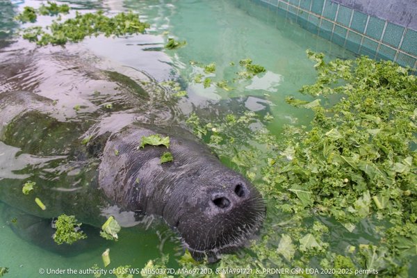 CARIBBEAN MANATEE CONSERVATION CENTER - Dr. John Will Harris St 500