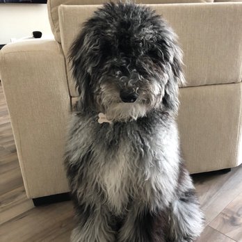 Muddy Paws Grooming - Shaggy boy before his first groom! - Pet Groomers Near Me - Oakley, California Muddy Paws Grooming - Shaggy boy before his first groom! - Pet Groomers Near Me - Oakley, California