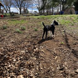 Battletown Animal Clinic - Scout checking out his new home