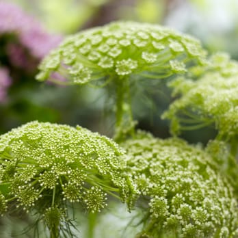 James Hutchison Garden Design - Cut flowers - Landscaping Near Me - Edinburgh, EDH James Hutchison Garden Design - Cut flowers - Landscaping Near Me - Edinburgh, EDH