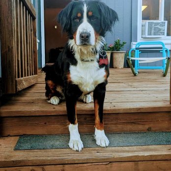 Bernese Mountain Dogs NW - Pet Breeders Near Me Bernese Mountain Dogs NW - Pet Breeders Near Me
