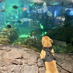 Extremely Pet friendly Extremely Pet friendly