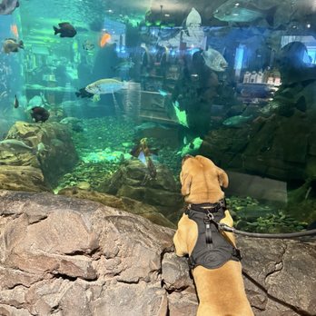 Bass Pro Shops - Extremely Pet friendly - Outdoor Gear Near Me - Las Vegas, Nevada Bass Pro Shops - Extremely Pet friendly - Outdoor Gear Near Me - Las Vegas, Nevada
