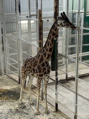 Zoo de Granby by null