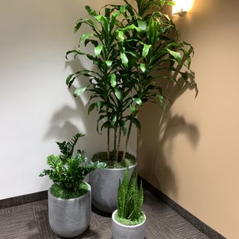 The Greenery Design - Indoor Landscaping Near Me The Greenery Design - Indoor Landscaping Near Me