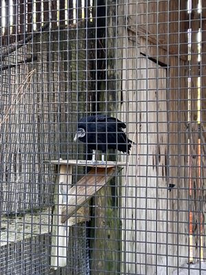 Audubon Center for Birds of Prey by null