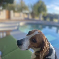 Pal's Inn Pet Resort - Our girl Jozy
