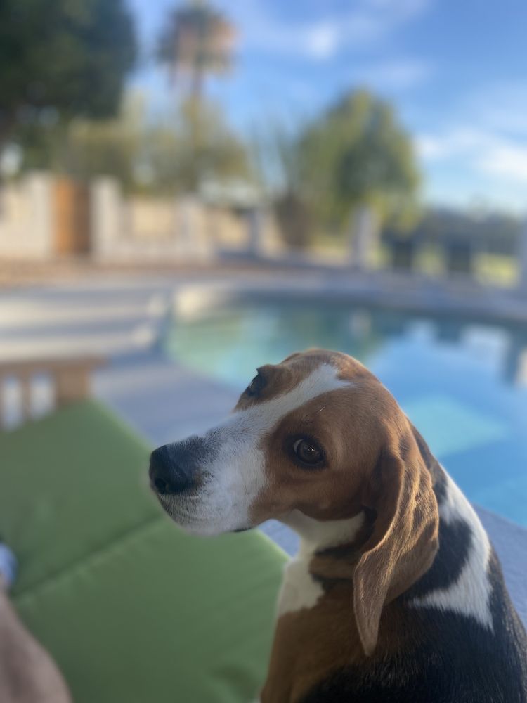 PAL’S INN PET RESORT Updated October 2024 28 Reviews 11669 N