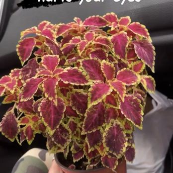 Flamingo Road Nursery - Gorgeous Coleus i acquired from Flamingo - Nurseries & Gardening Near Me - Davie, Florida