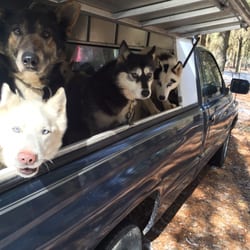 Arctic Paws Dog Sled Tours