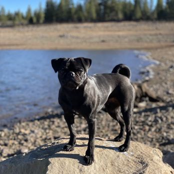 Happy Tails - Pet Groomers Near Me Happy Tails - Pet Groomers Near Me