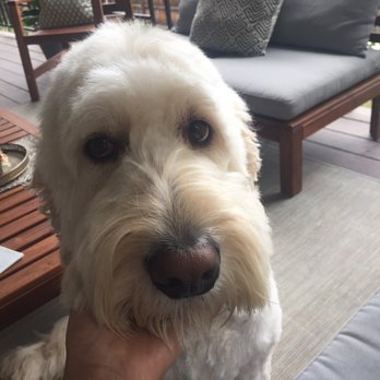 Muddy Paws Bathhouse - What we got...I'm so sad!! Feel bad for my handsome boy. - Pet Groomers Near Me - Wheat Ridge, Colorado Muddy Paws Bathhouse - What we got...I'm so sad!! Feel bad for my handsome boy. - Pet Groomers Near Me - Wheat Ridge, Colorado