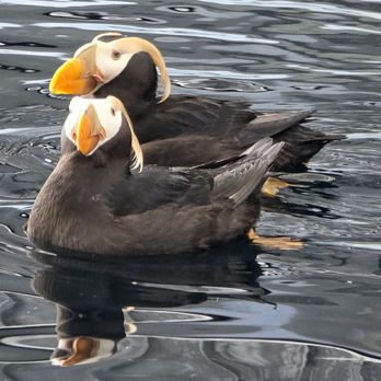 Alaska Sealife Center - Tufted puffins in the aviary. - Tours Near Me - Seward, Alaska