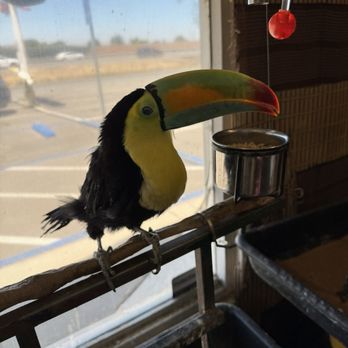 Birds N Paradise - Bird Shops Near Me - Menifee, California Birds N Paradise - Bird Shops Near Me - Menifee, California