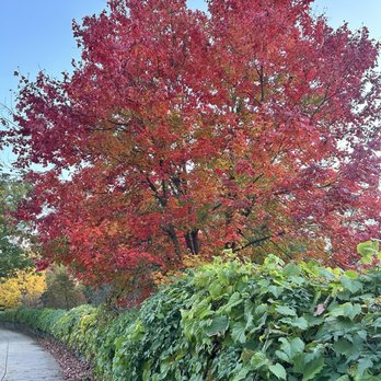 Arnold Arboretum - Parks Near Me - Boston, Massachusetts