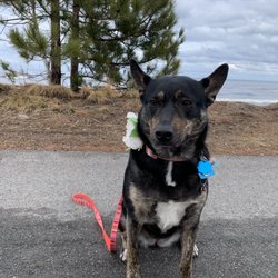 Happy Dog Grooming Salon - Happy Dog in Harvey MI