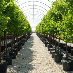 Breezy Hill Nursery - A clean, vibrant row of container trees at one of our growing farms.