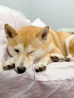 Off the Leash by null