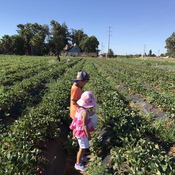 Sun Strawberry - Fruits & Veggies Near Me - Elk Grove, California Sun Strawberry - Fruits & Veggies Near Me - Elk Grove, California