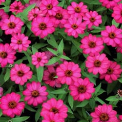 Parque Olhos D'água - essas flores são lindas!!!