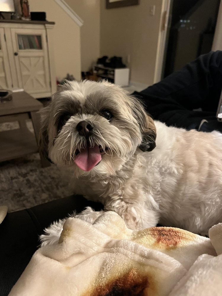 PAMPERED PETS BOARDING & GROOMING Updated August 2024 6273 Cosgray