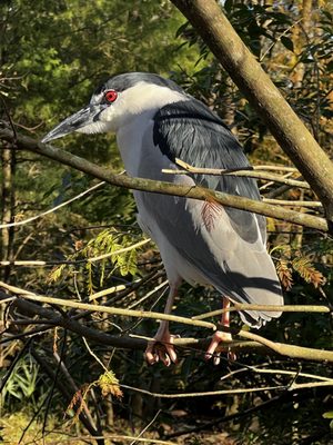 Ellie Schiller Homosassa Springs Wildlife State Park by null