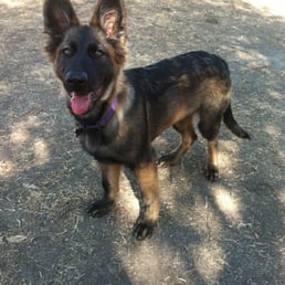 My pup Luna! My pup Luna!