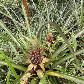 Hike Maui - Tours Near Me - Kahului, Hawaii Hike Maui - Tours Near Me - Kahului, Hawaii