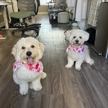 VIP Dog Grooming - Pet Groomers Near Me - Stanton, California
