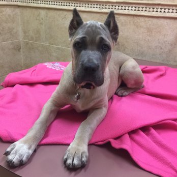 Balcones Animal Hospital - Cora the Cane Corso - Pet Sitting Near Me - Austin, Texas