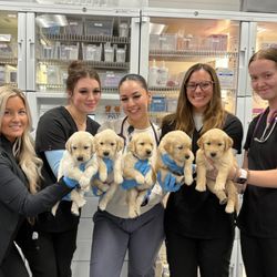 Red Plains Veterinary Emergency & Referral - Team with puppies