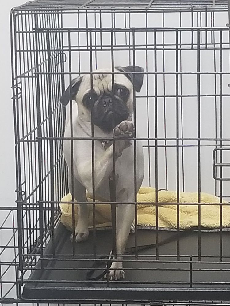 KELLY’S KRITTER CLIPS 19 Photos & 19 Reviews Pet Groomers 18914 E