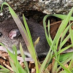 Samuel Wheeler Reed Park - This curious little guy walked over to say hello