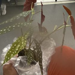 Floreria Regalos Guadalupana - Polka dot begonia