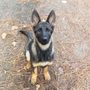 Complete Dog Training