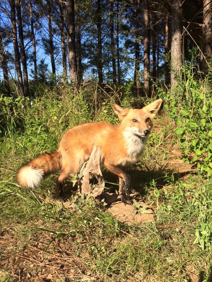 OLLIE’S TAXIDERMY 6350 Oglesby Rd, Milton, Florida Taxidermy