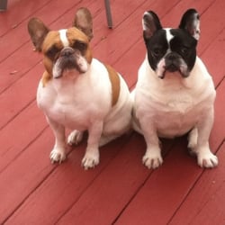 Beau Buddy Rescue - Mr MaGoo & Beau