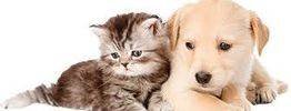 Puppy Paw Purrfection - pet boarding facility in Cleveland, OH