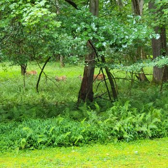 Herrington Manor State Park - Deer - Parks Near Me - Oakland, Maryland Herrington Manor State Park - Deer - Parks Near Me - Oakland, Maryland