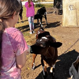 Bottle feeding a calf.