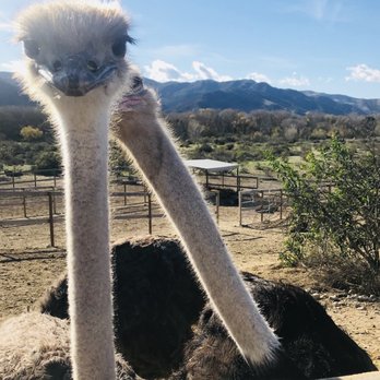 Ostrichland USA - So photogenic they were! - Attraction Farms Near Me - Solvang, California