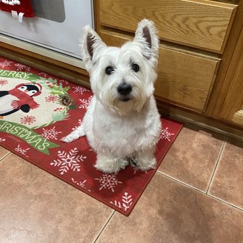 Camarillo Veterinary Hospital - Present day Dugg with both eyes ulcer free! - Veterinarians Near Me - Camarillo, California Camarillo Veterinary Hospital - Present day Dugg with both eyes ulcer free! - Veterinarians Near Me - Camarillo, California