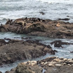 Shelter Cove Rv Campground Store & Deli - Seals and seal lions seen from the beach at the RV park.