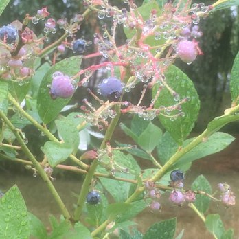 Charlotte's Blueberry Park - Pick Your Own Farms Near Me - Tacoma, Washington Charlotte's Blueberry Park - Pick Your Own Farms Near Me - Tacoma, Washington